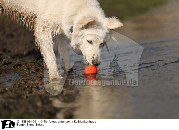 Berger Blanc Suisse / KB-09104