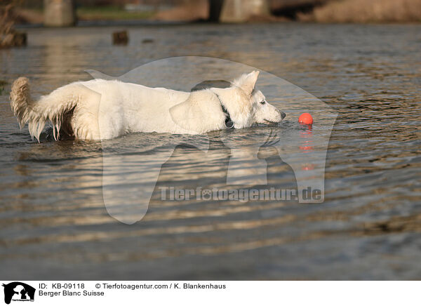 Berger Blanc Suisse / KB-09118
