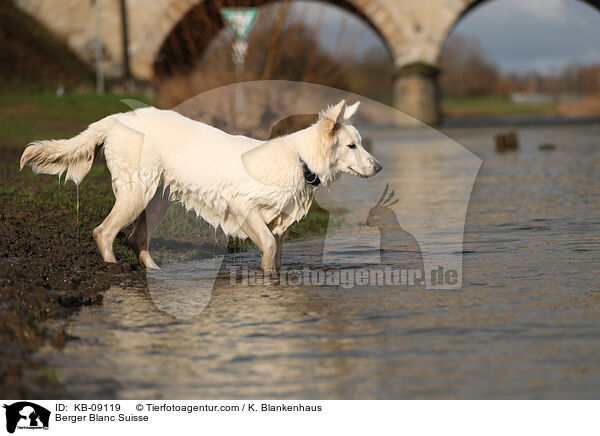 Berger Blanc Suisse / KB-09119