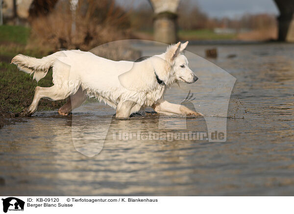 Berger Blanc Suisse / KB-09120