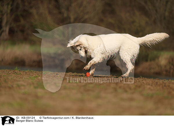 Berger Blanc Suisse / KB-09124