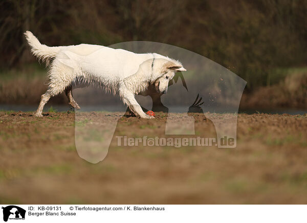 Berger Blanc Suisse / KB-09131
