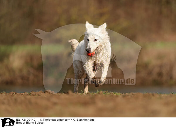Berger Blanc Suisse / KB-09140