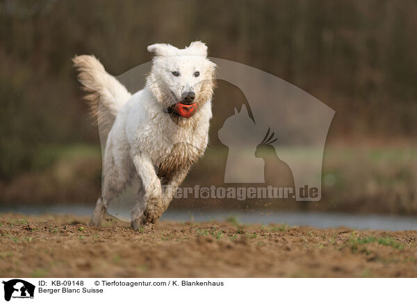 Berger Blanc Suisse / KB-09148