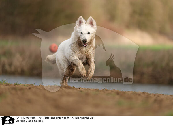 Berger Blanc Suisse / KB-09158