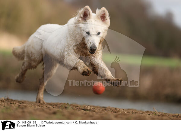 Berger Blanc Suisse / KB-09163