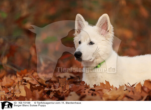 Berger Blanc Suisse Puppy / KB-10188