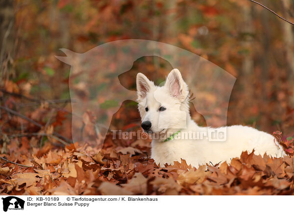 Berger Blanc Suisse Puppy / KB-10189