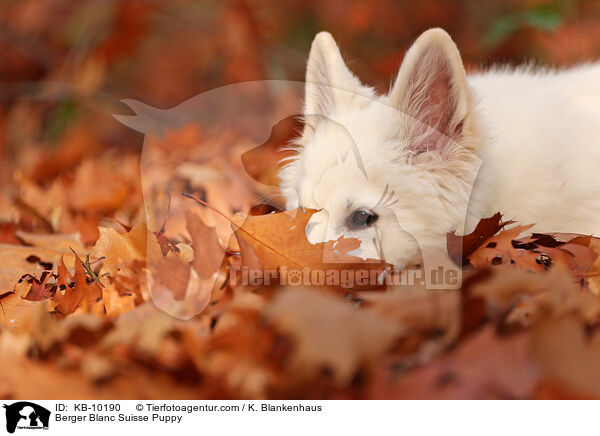 Berger Blanc Suisse Puppy / KB-10190