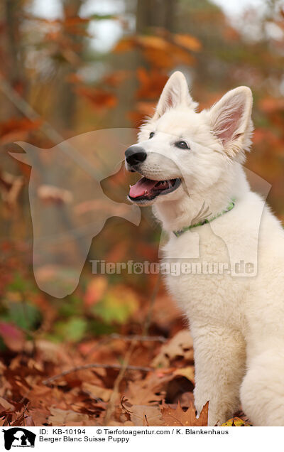 Weier Schweizer Schferhund Welpe / Berger Blanc Suisse Puppy / KB-10194