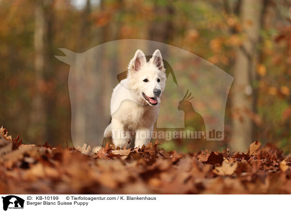 Berger Blanc Suisse Puppy / KB-10199