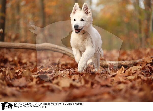 Berger Blanc Suisse Puppy / KB-10209