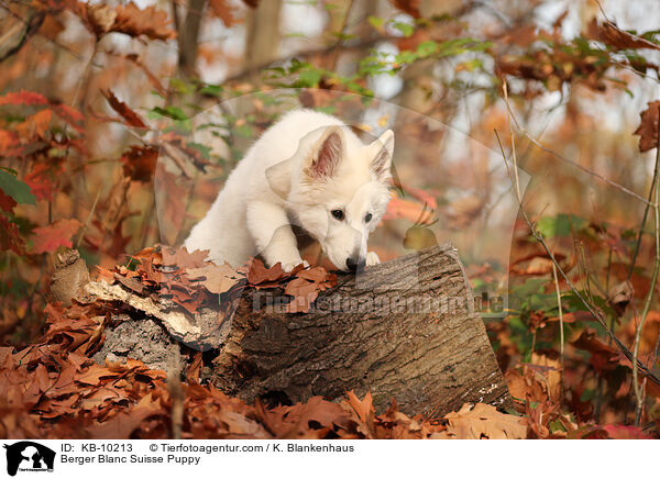 Berger Blanc Suisse Puppy / KB-10213