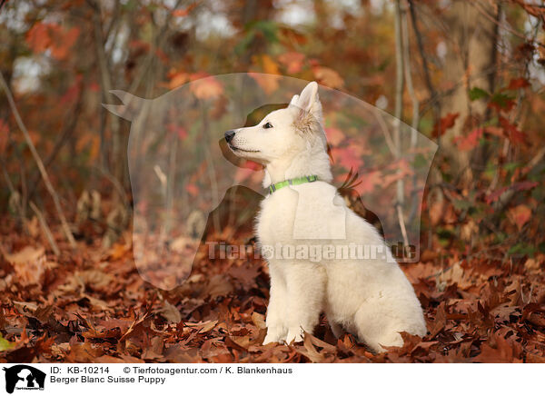 Weier Schweizer Schferhund Welpe / Berger Blanc Suisse Puppy / KB-10214