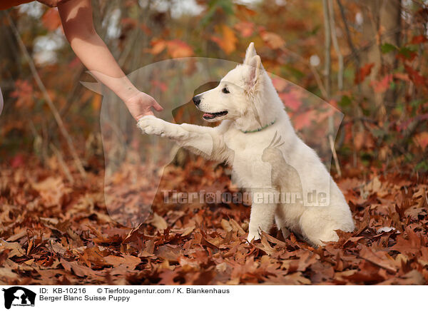 Berger Blanc Suisse Puppy / KB-10216
