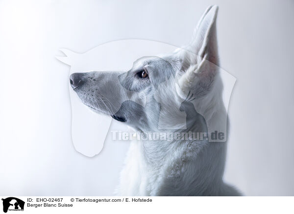 Berger Blanc Suisse / EHO-02467