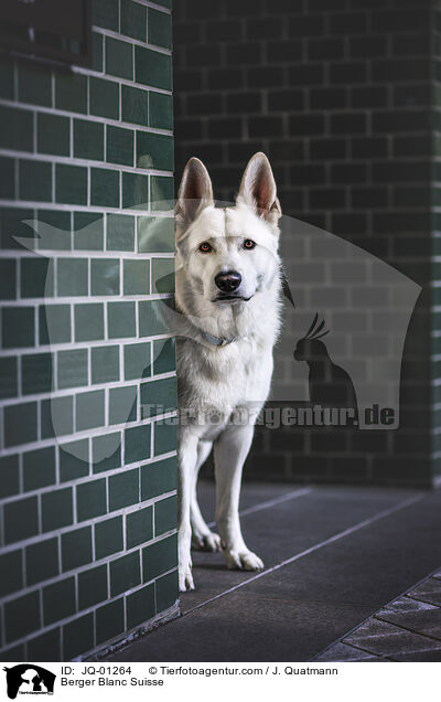 Berger Blanc Suisse / JQ-01264