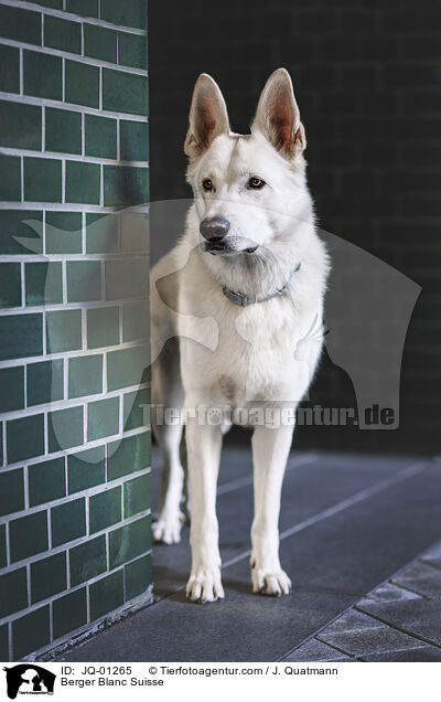 Berger Blanc Suisse / JQ-01265