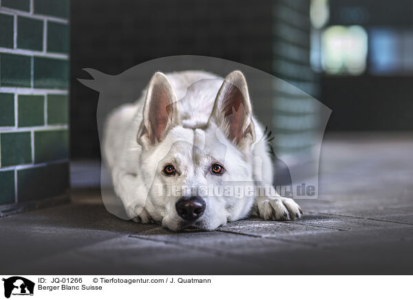 Berger Blanc Suisse / JQ-01266