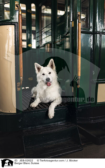 Berger Blanc Suisse / JEB-02622