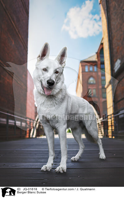 Berger Blanc Suisse / JQ-01618