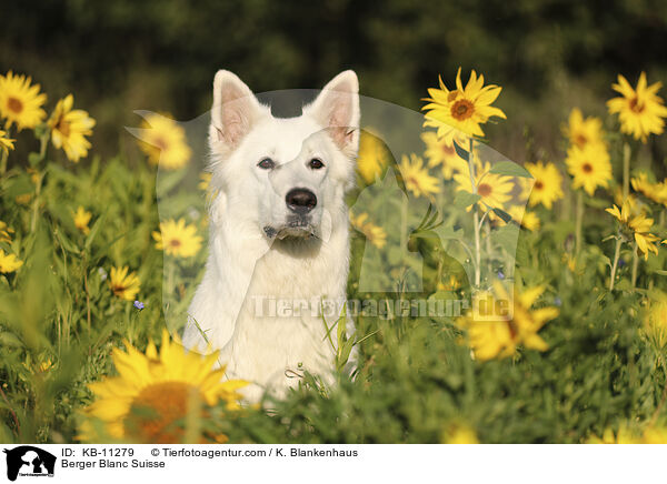 Berger Blanc Suisse / KB-11279