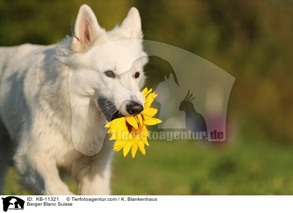 Berger Blanc Suisse / KB-11321