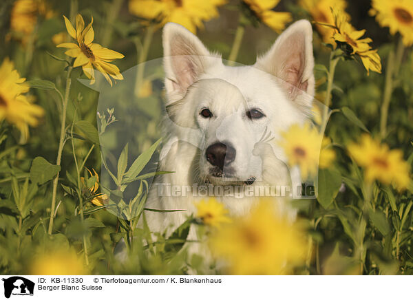 Berger Blanc Suisse / KB-11330