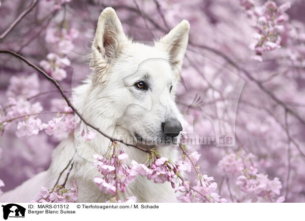 Berger Blanc Suisse / MARS-01512