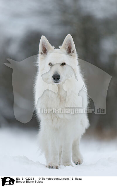 Berger Blanc Suisse / SI-02263
