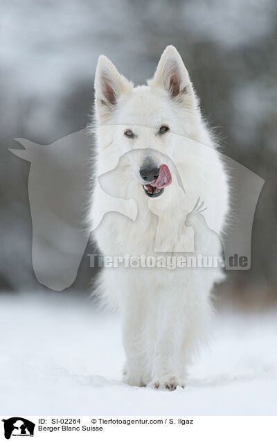 Berger Blanc Suisse / SI-02264