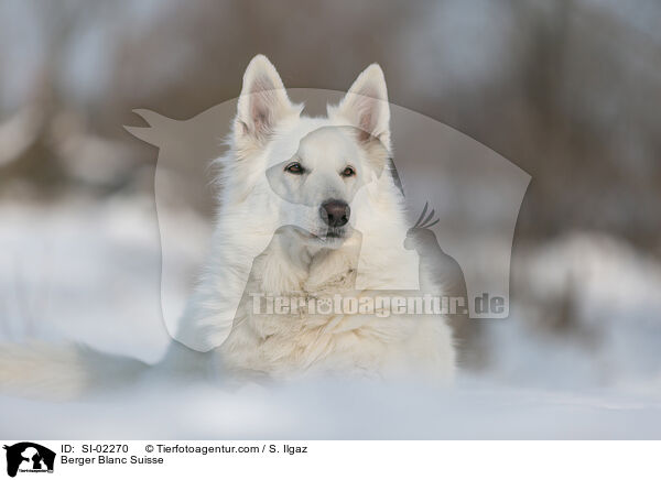 Berger Blanc Suisse / SI-02270