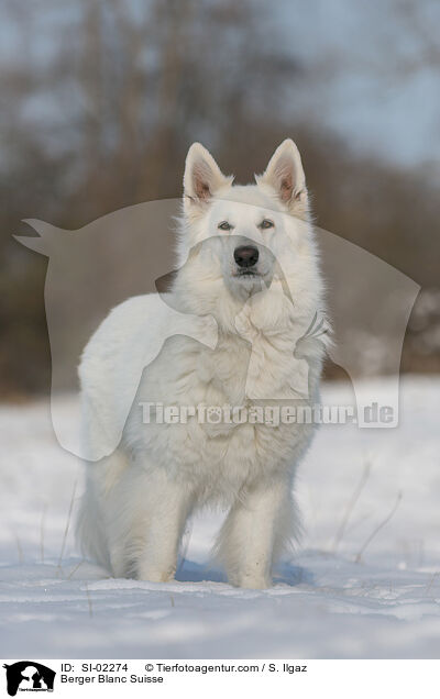 Berger Blanc Suisse / SI-02274