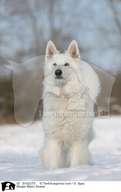 Berger Blanc Suisse / SI-02275