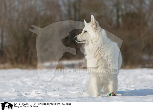 Berger Blanc Suisse / SI-02277