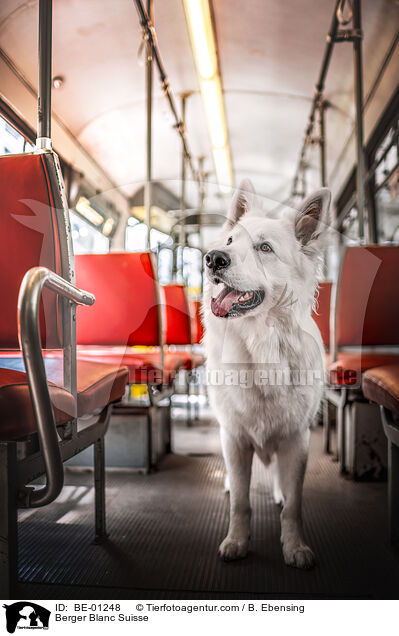 Berger Blanc Suisse / BE-01248