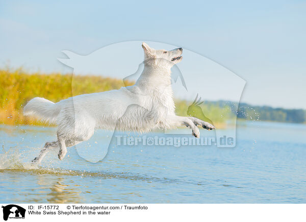 Weier Schweizer Schferhund im Wasser / White Swiss Shepherd in the water / IF-15772