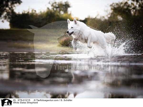 White Swiss Shepherd / STS-01215
