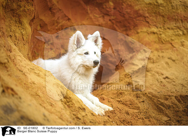 Berger Blanc Suisse Puppy / SE-01802