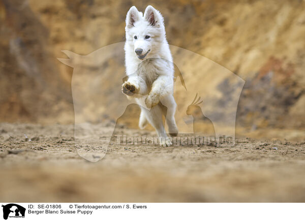 Berger Blanc Suisse Puppy / SE-01806