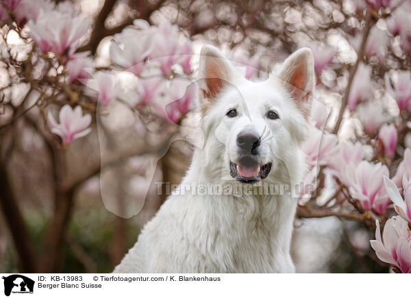 Berger Blanc Suisse / KB-13983