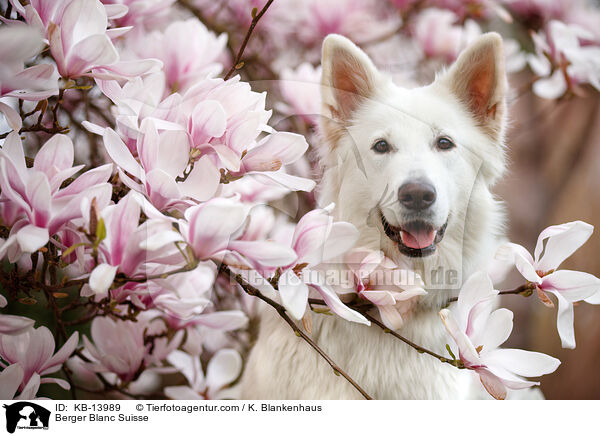 Weier Schweizer Schferhund / Berger Blanc Suisse / KB-13989