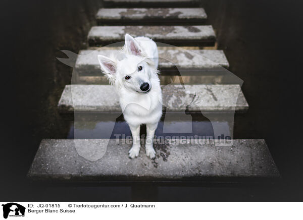 Berger Blanc Suisse / JQ-01815