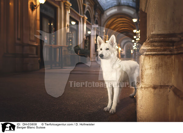 Berger Blanc Suisse / DH-03808
