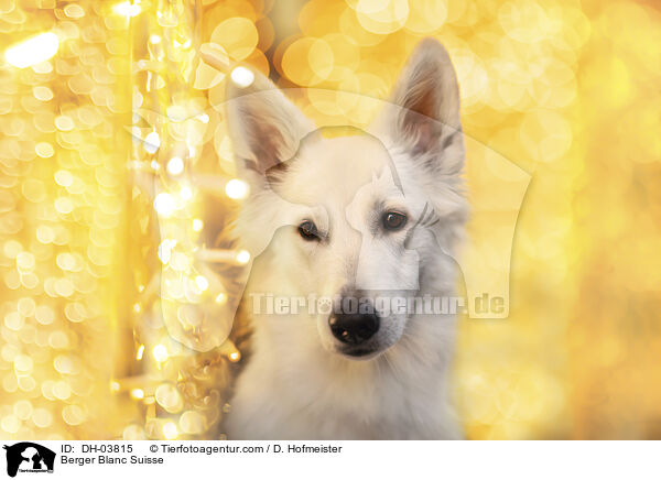Berger Blanc Suisse / DH-03815