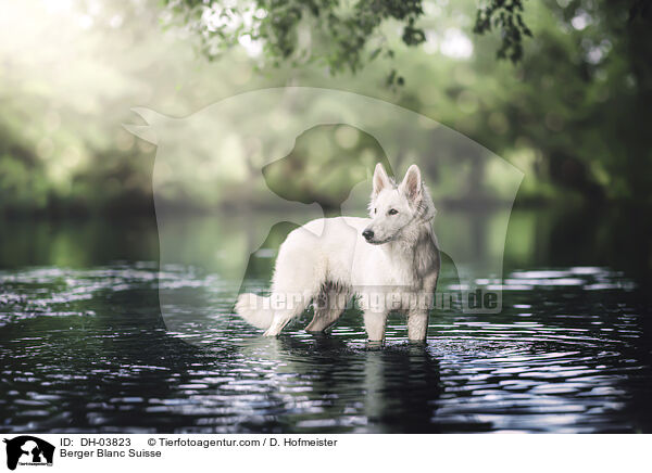 Berger Blanc Suisse / DH-03823
