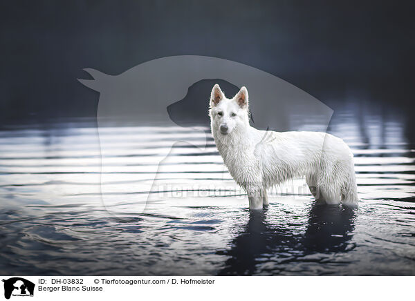 Berger Blanc Suisse / DH-03832