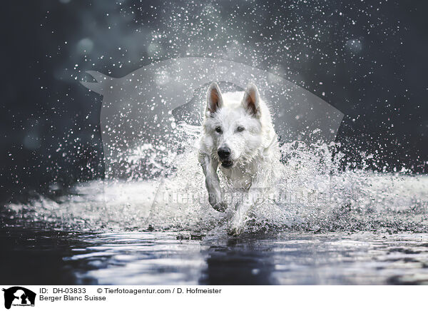 Weier Schweizer Schferhund / Berger Blanc Suisse / DH-03833