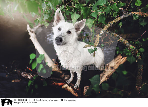 Weier Schweizer Schferhund / Berger Blanc Suisse / DH-03834
