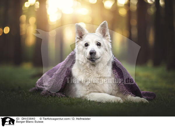 Weier Schweizer Schferhund / Berger Blanc Suisse / DH-03840